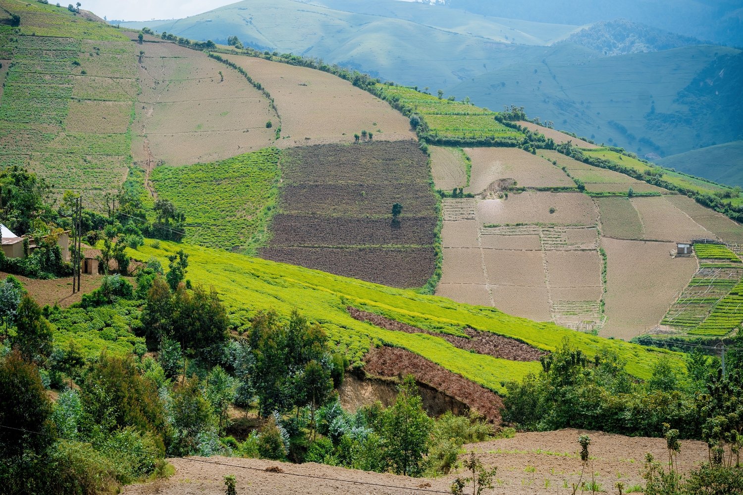 Agriculture and Land Consolidation: Transforming Rwanda’s Rural Economy