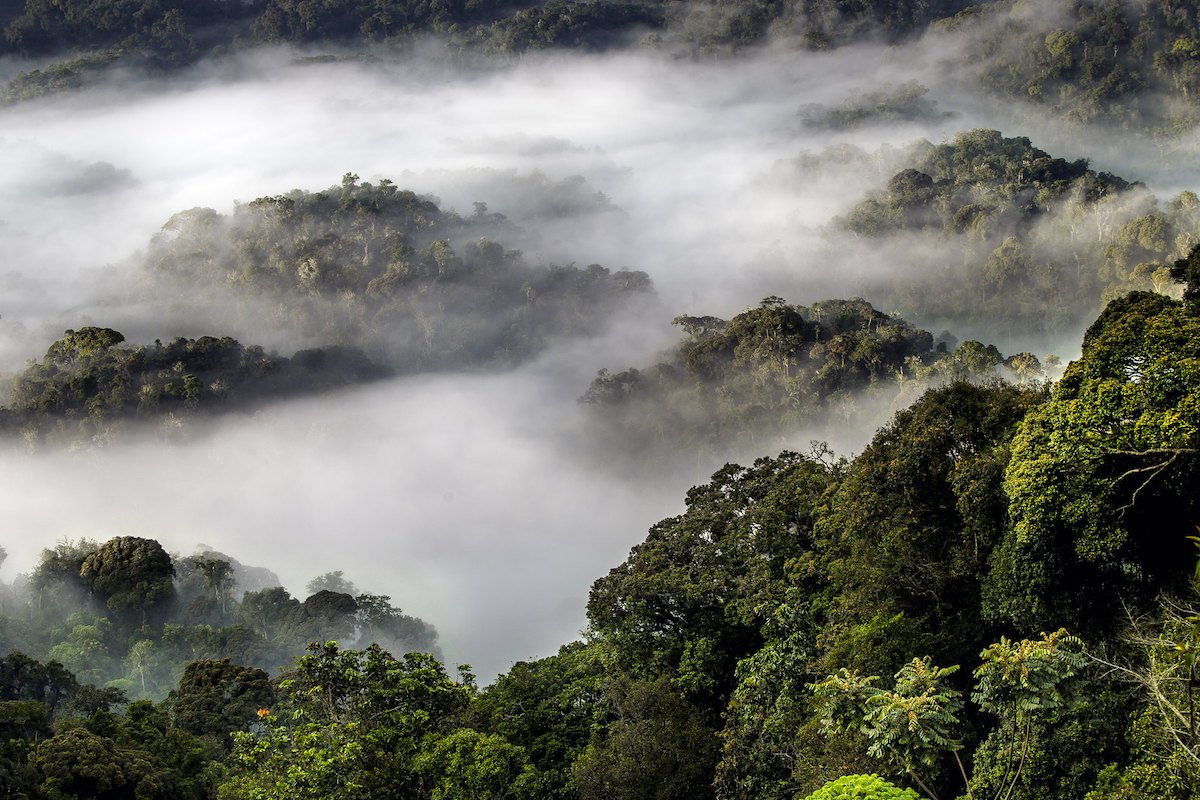 Nyungwe National Forest: Rwanda’s Montane Rainforest