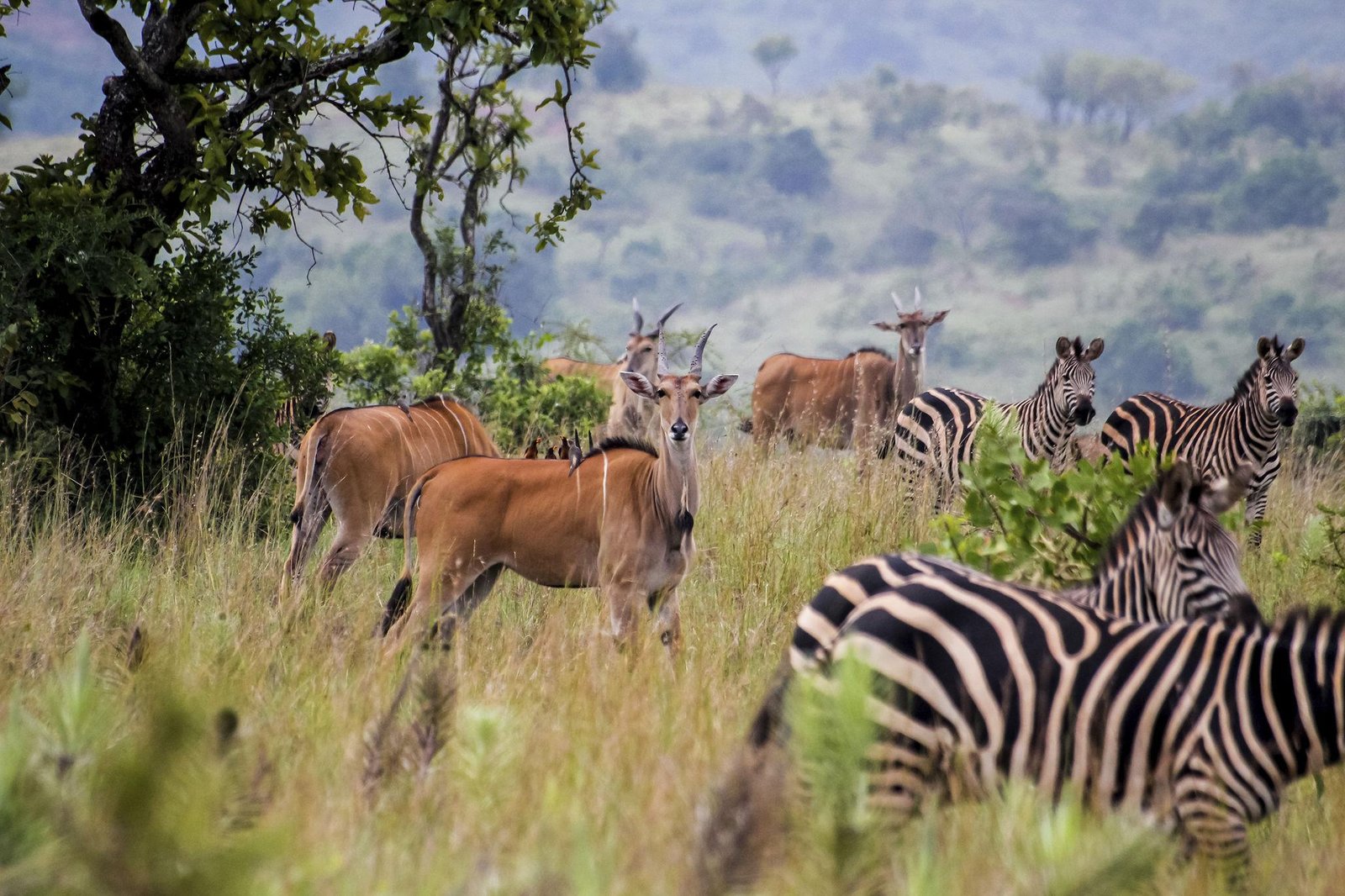 Protecting Nature, Empowering Communities – Rwanda’s Environmental Success Story